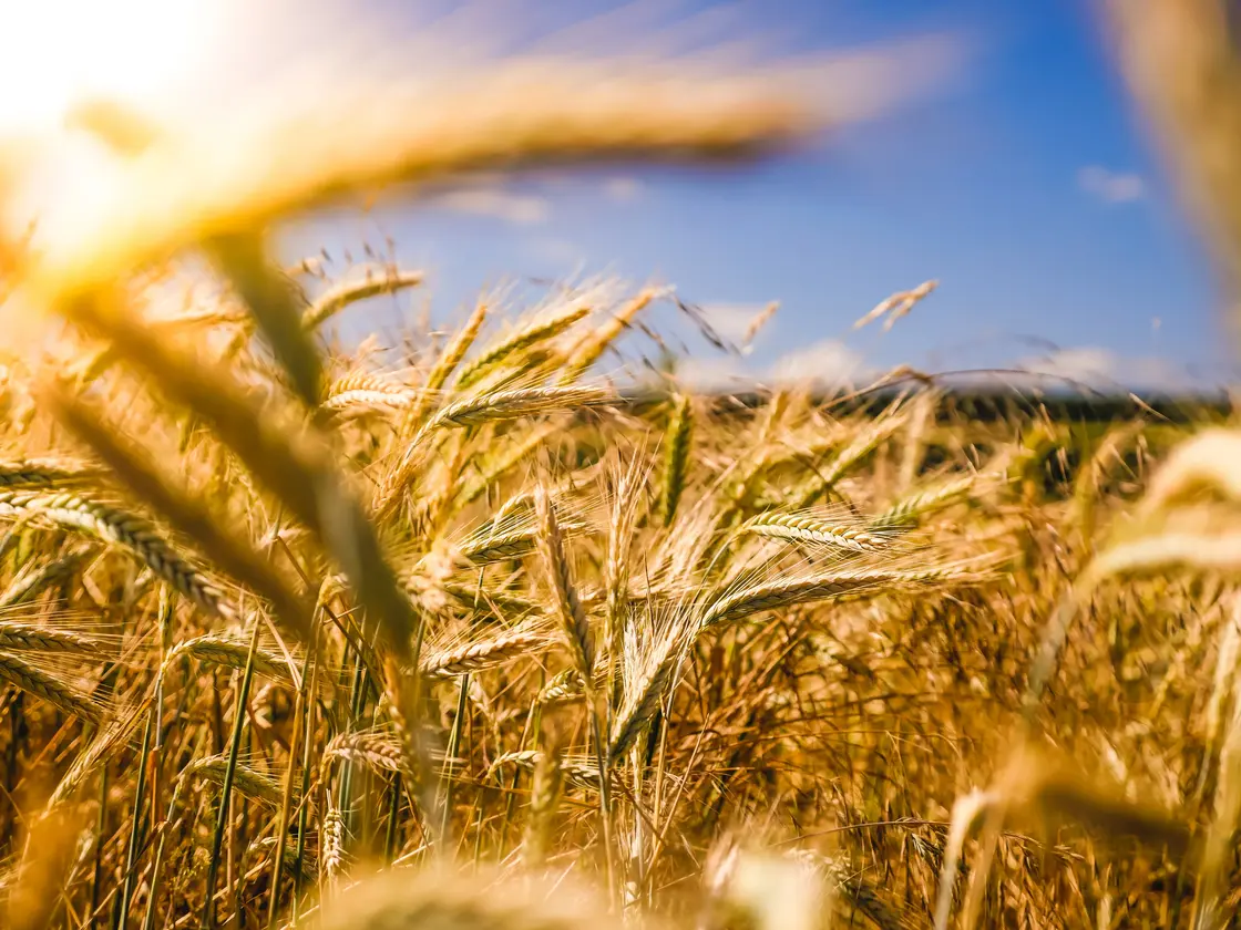 agriculture-logo
