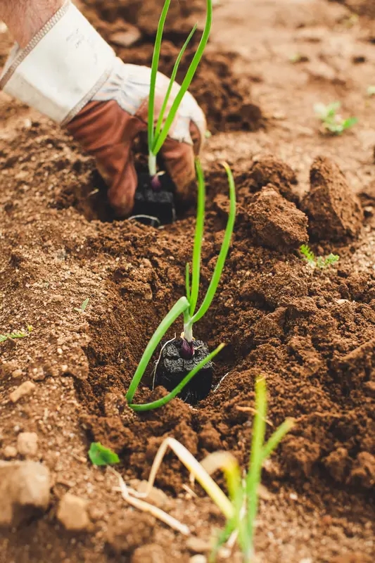 agriculture-logo